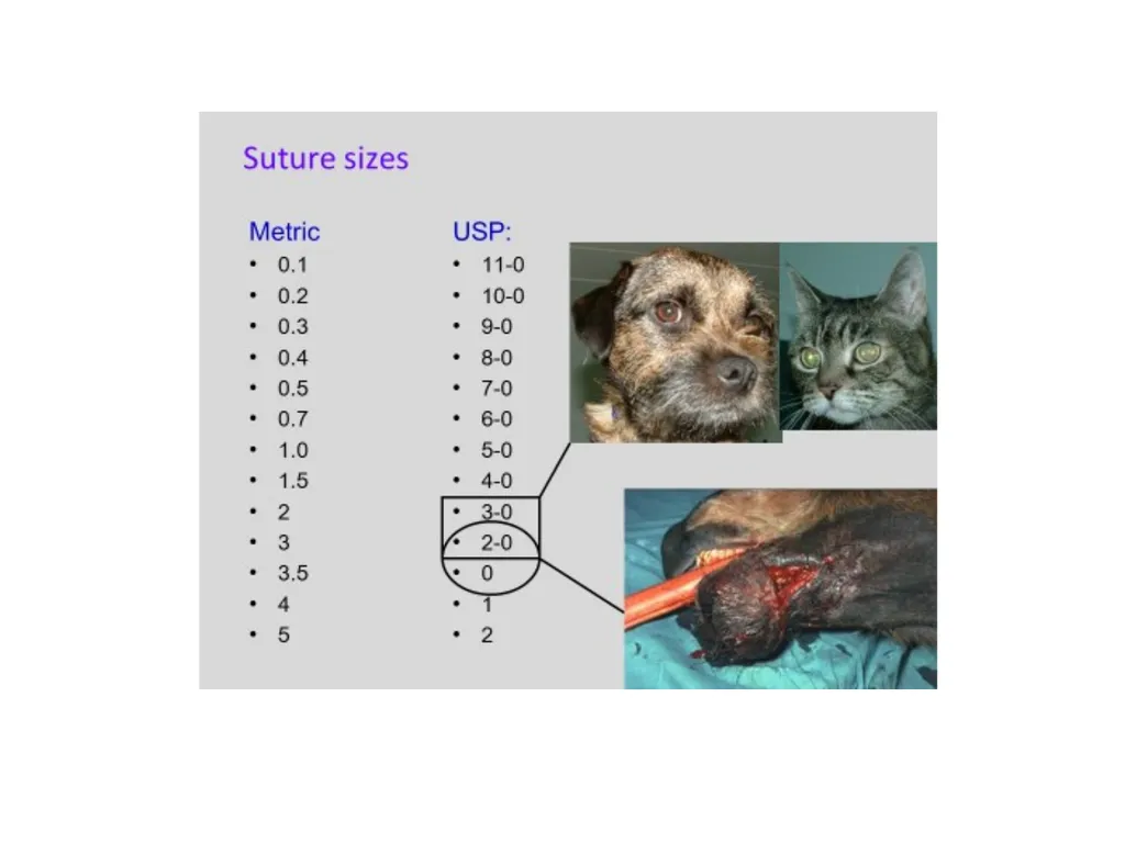 Advanced Suturing for RVNs Zamantha Marshall - slide 12 of 27