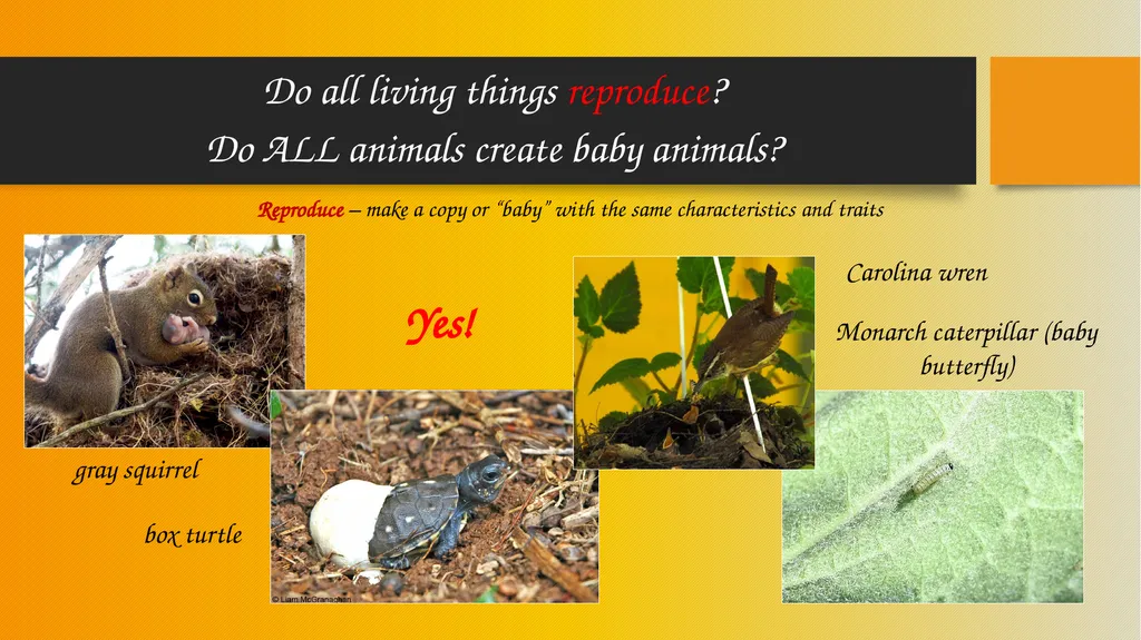 How Pollinators Pollinate Alabama Wildlife - slide 2 of 15