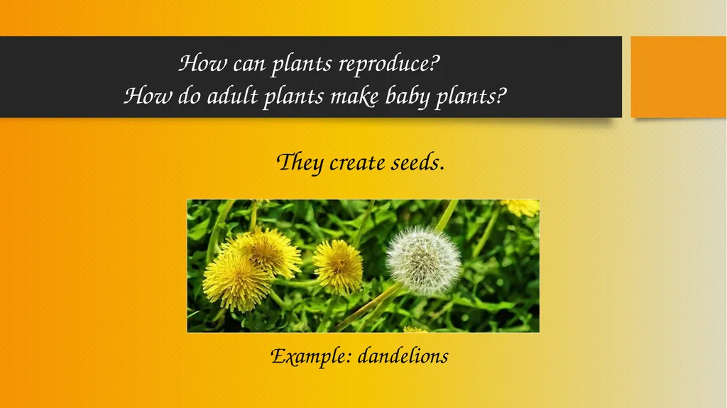 How Pollinators Pollinate Alabama Wildlife - slide 4 of 15