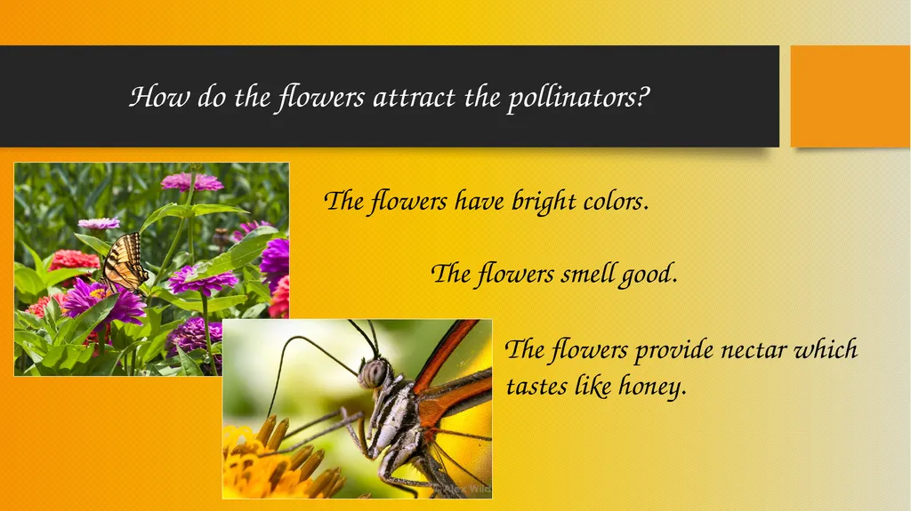 How Pollinators Pollinate Alabama Wildlife - slide 12 of 15