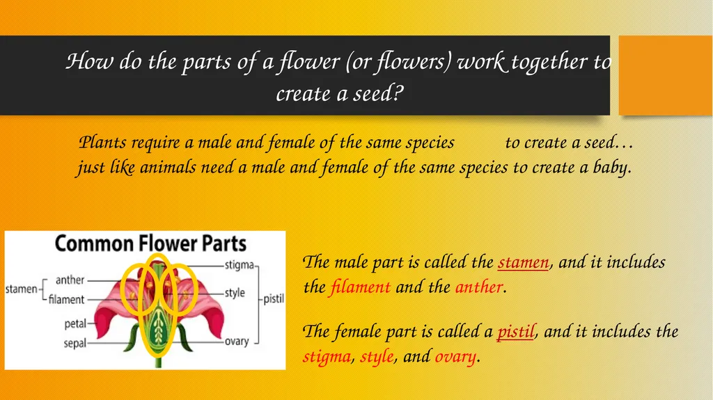 How Pollinators Pollinate Alabama Wildlife - slide 7 of 15