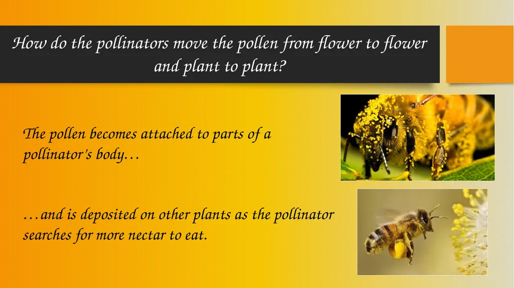 How Pollinators Pollinate Alabama Wildlife - slide 13 of 15