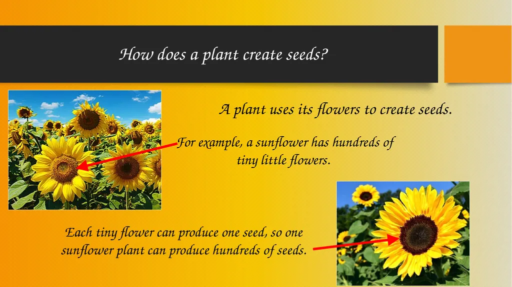 How Pollinators Pollinate Alabama Wildlife - slide 6 of 15