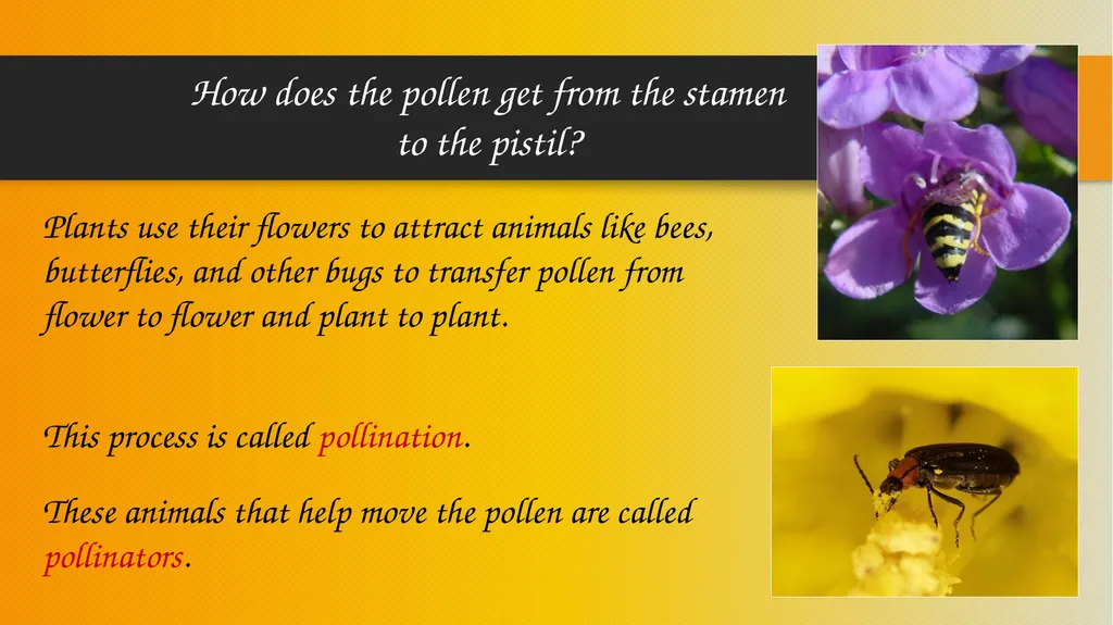 How Pollinators Pollinate Alabama Wildlife - slide 11 of 15