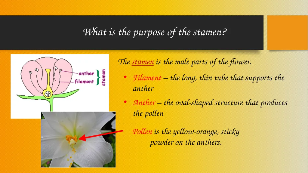How Pollinators Pollinate Alabama Wildlife - slide 8 of 15