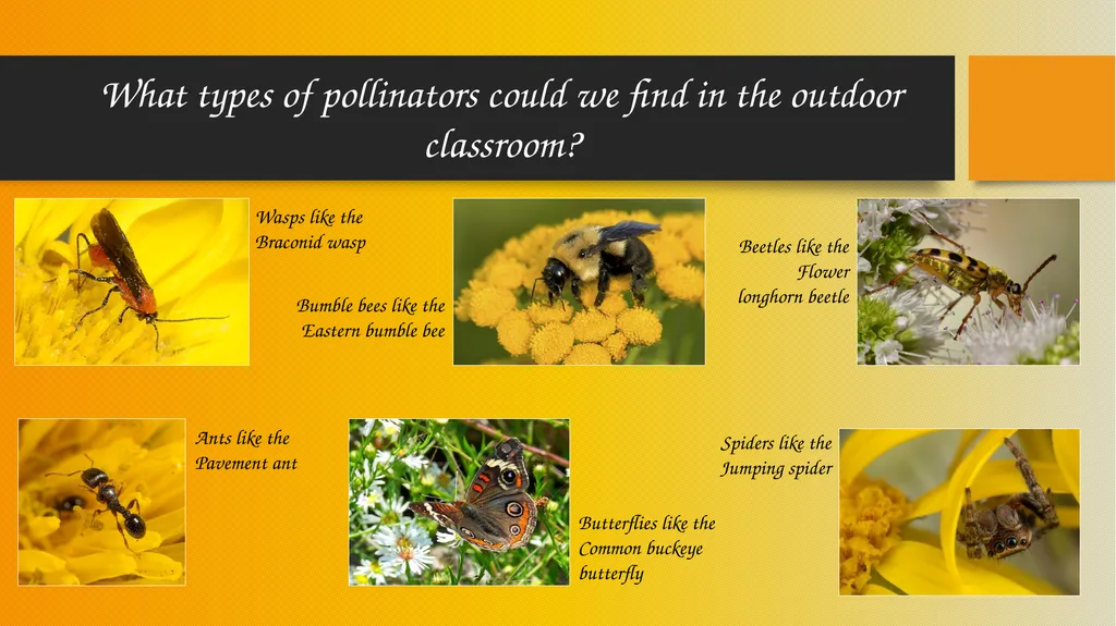 How Pollinators Pollinate Alabama Wildlife - slide 15 of 15