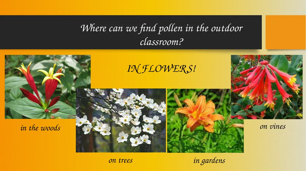 How Pollinators Pollinate Alabama Wildlife - slide 14 of 15