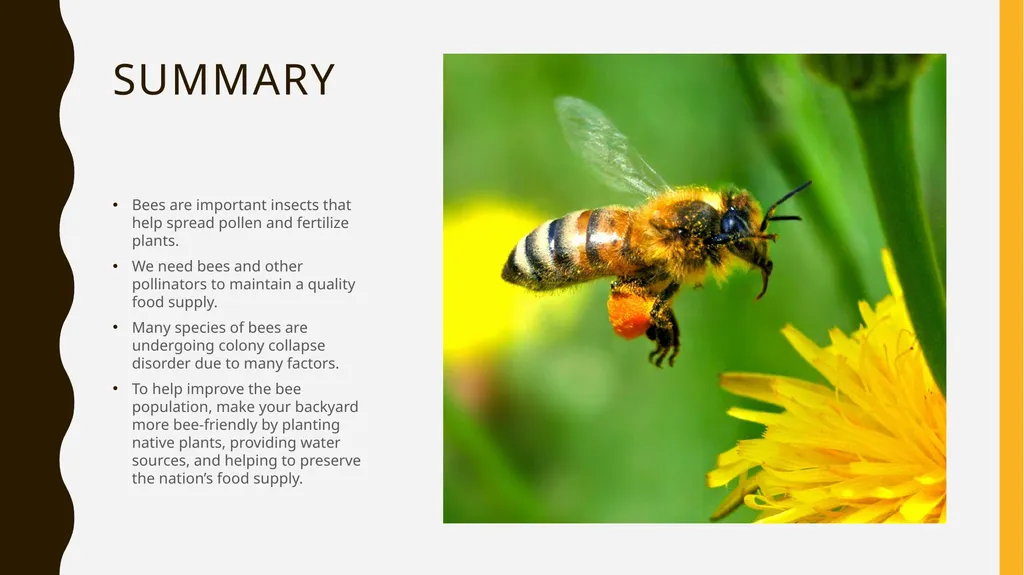 The Buzz About Bees Facts, Importance, and how you - slide 11 of 11