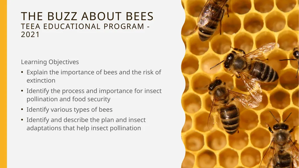 The Buzz About Bees Facts, Importance, and how you - slide 2 of 11