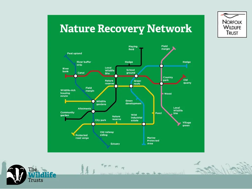Saving Norfolk’s Wildlife for the Future Saving - slide 4 of 13