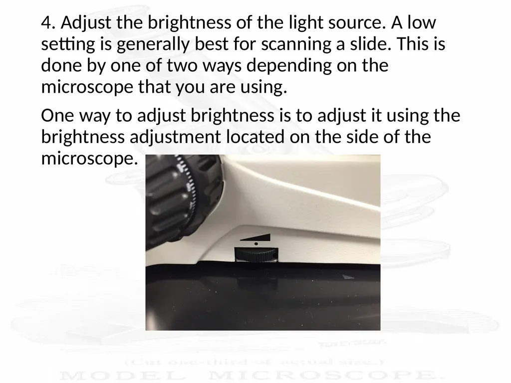 Use and Care of a Compound Light Microscope Animal - slide 9 of 21
