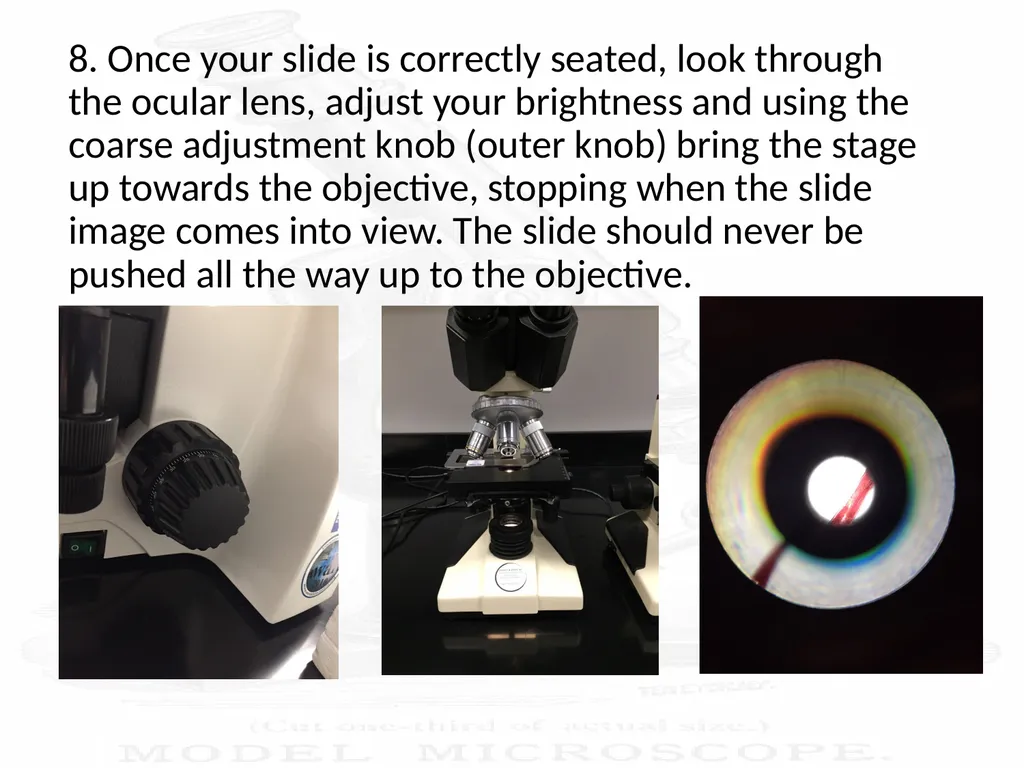 Use and Care of a Compound Light Microscope Animal - slide 14 of 21