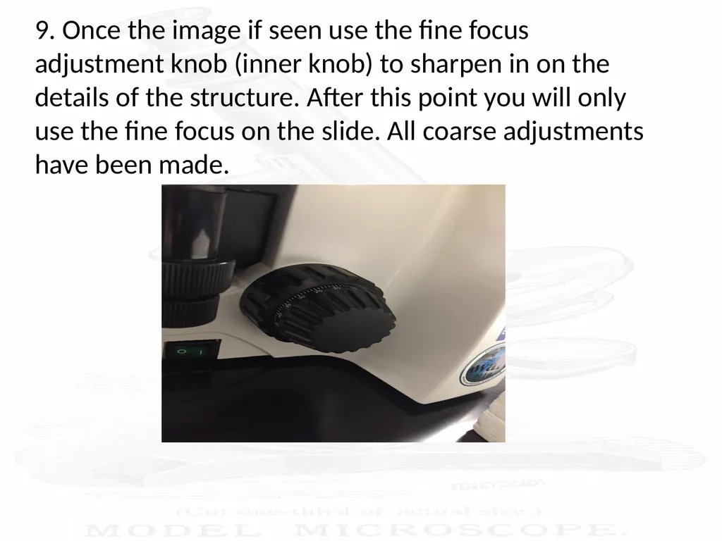 Use and Care of a Compound Light Microscope Animal - slide 15 of 21