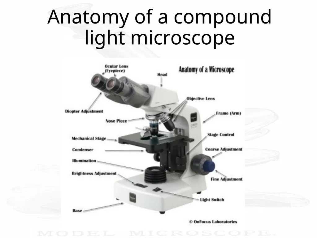 Use and Care of a Compound Light Microscope Animal - slide 6 of 21