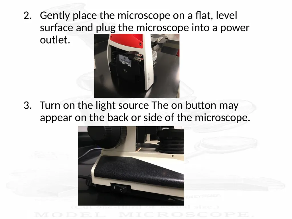 Use and Care of a Compound Light Microscope Animal - slide 8 of 21