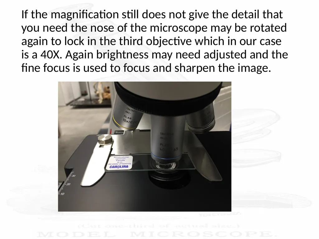 Use and Care of a Compound Light Microscope Animal - slide 18 of 21