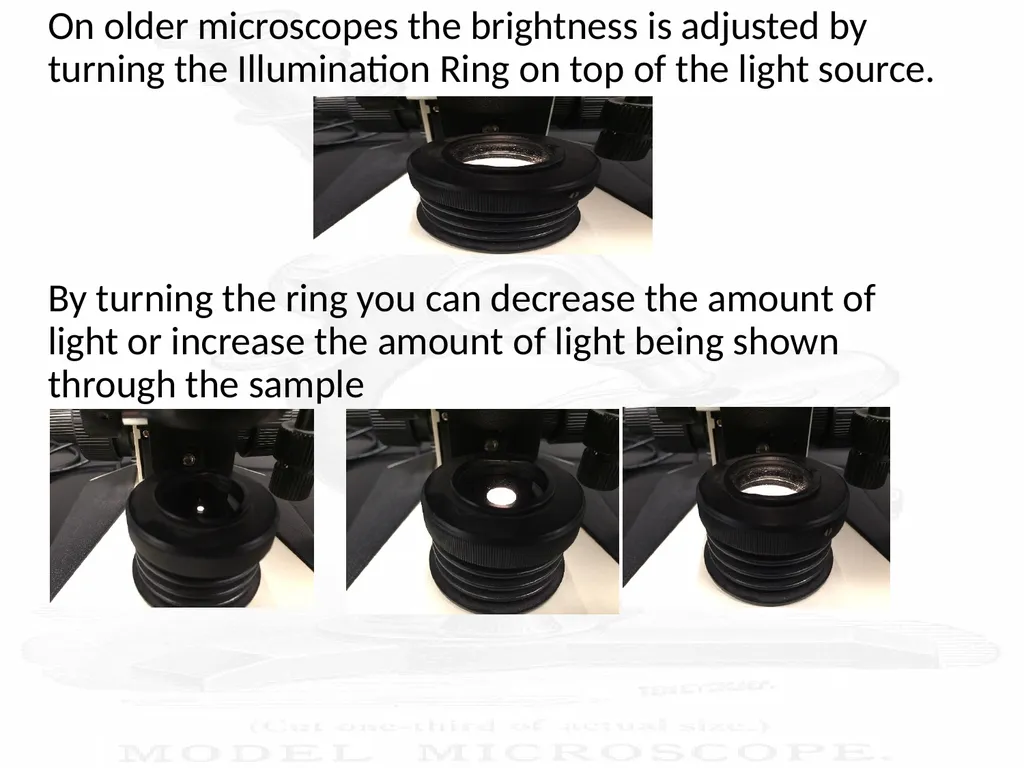 Use and Care of a Compound Light Microscope Animal - slide 11 of 21