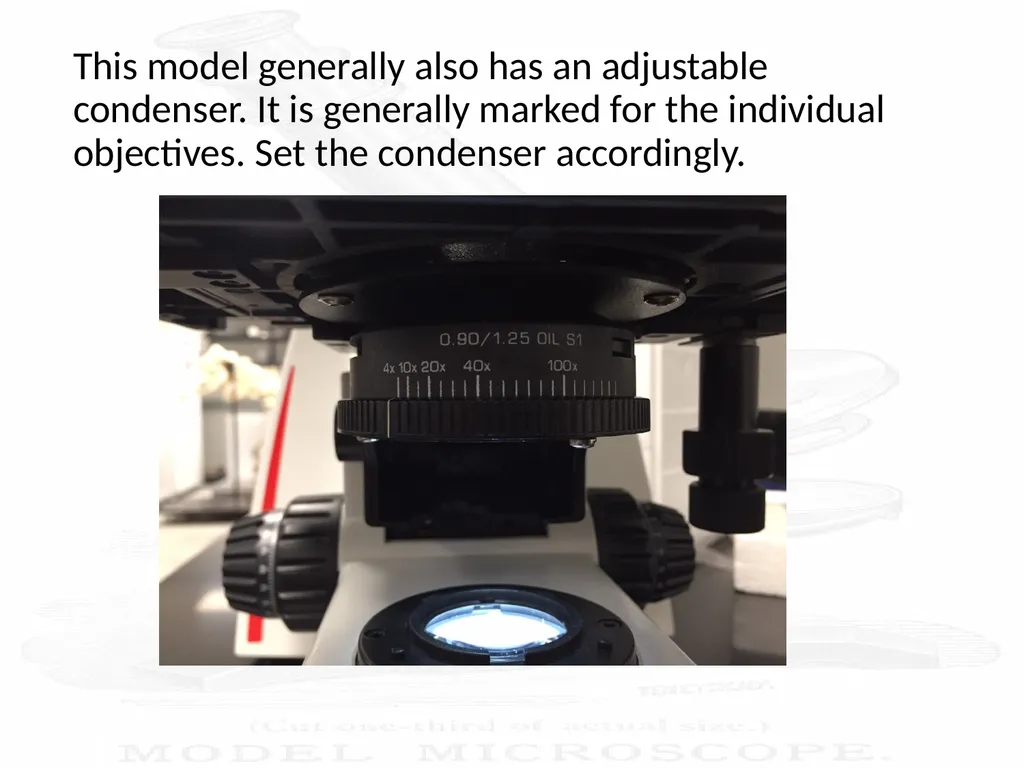 Use and Care of a Compound Light Microscope Animal - slide 10 of 21