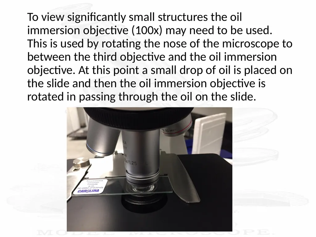 Use and Care of a Compound Light Microscope Animal - slide 19 of 21