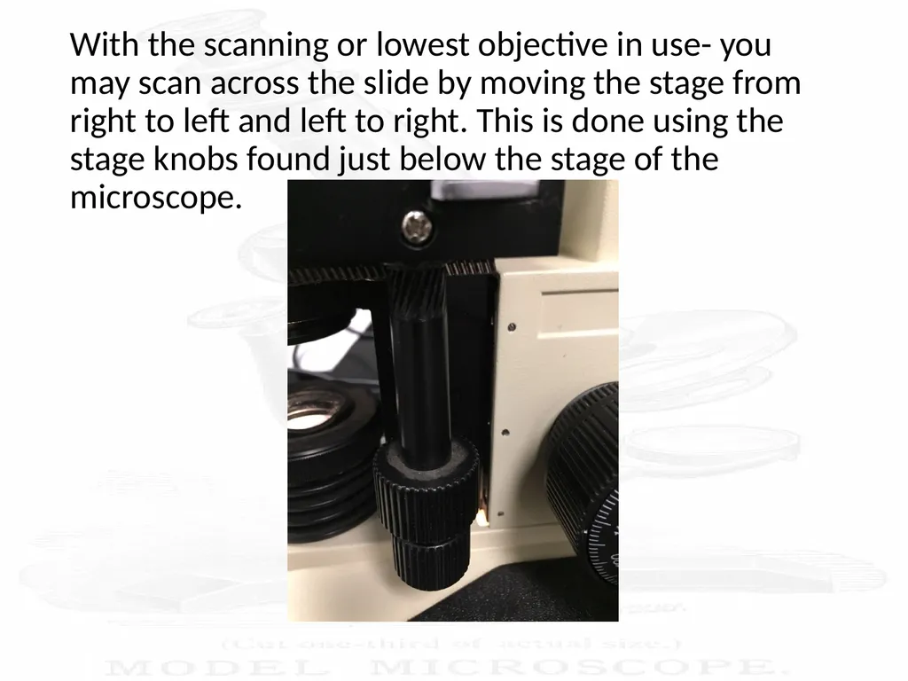 Use and Care of a Compound Light Microscope Animal - slide 16 of 21