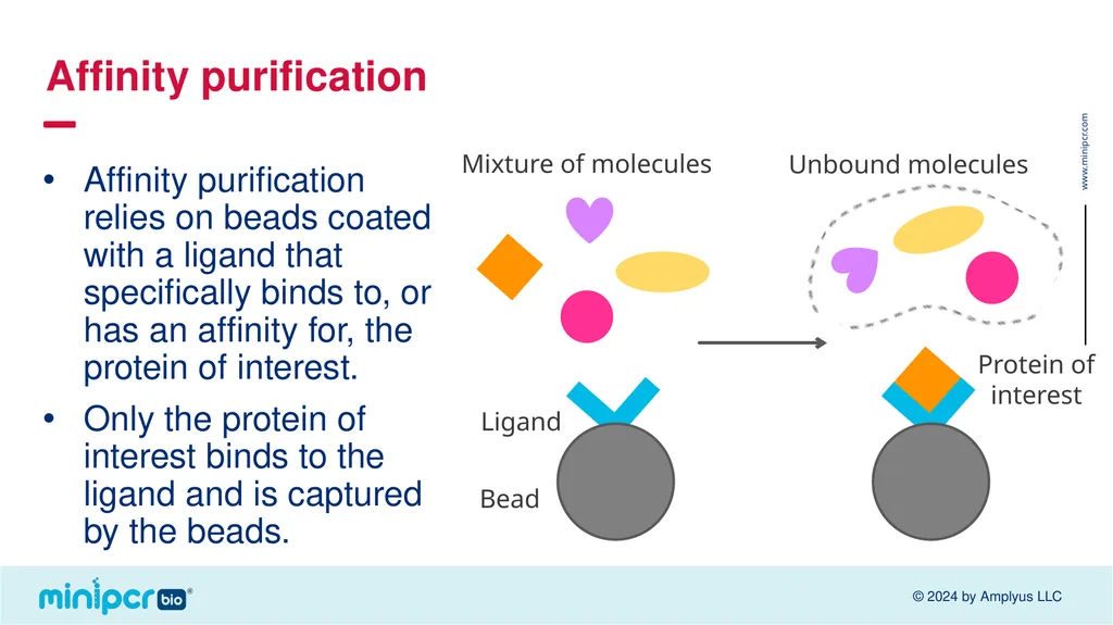 Biotech Skills Lab: Protein Expression and - slide 9 of 46