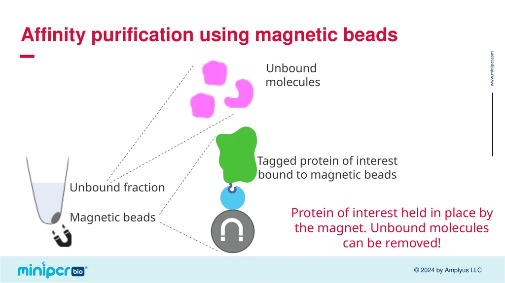 Biotech Skills Lab: Protein Expression and - slide 22 of 46