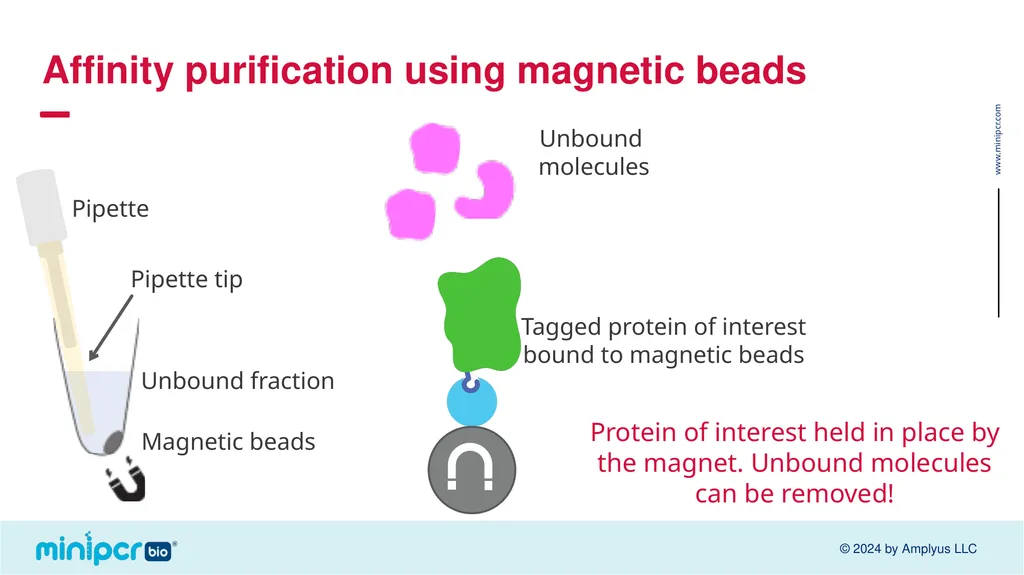 Biotech Skills Lab: Protein Expression and - slide 23 of 46