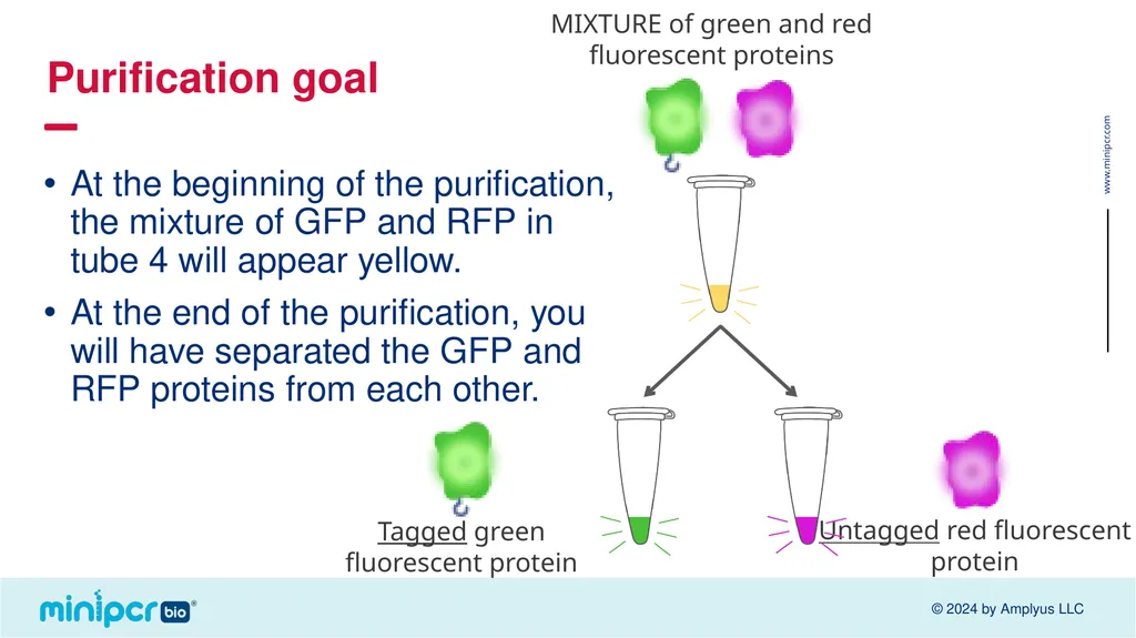 Biotech Skills Lab: Protein Expression and - slide 19 of 46