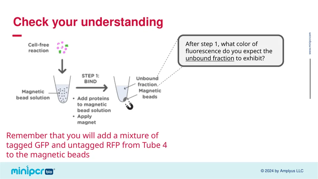 Biotech Skills Lab: Protein Expression and - slide 29 of 46