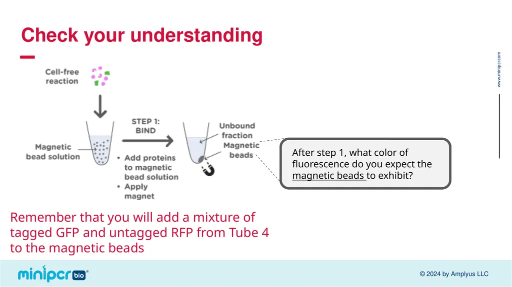 Biotech Skills Lab: Protein Expression and - slide 30 of 46