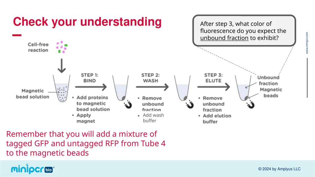 Biotech Skills Lab: Protein Expression and - slide 31 of 46