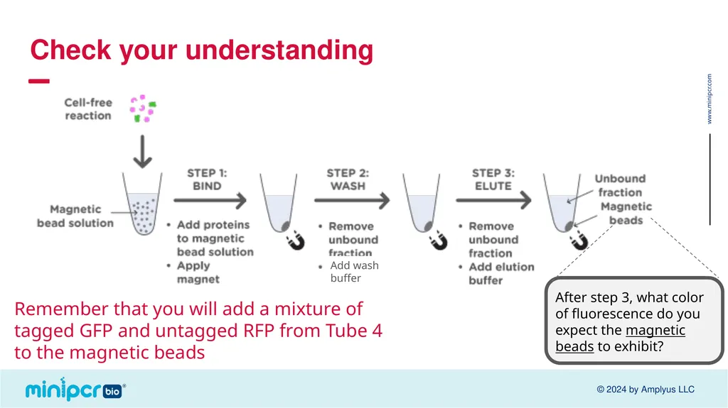 Biotech Skills Lab: Protein Expression and - slide 32 of 46