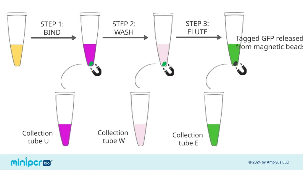Biotech Skills Lab: Protein Expression and - slide 40 of 46