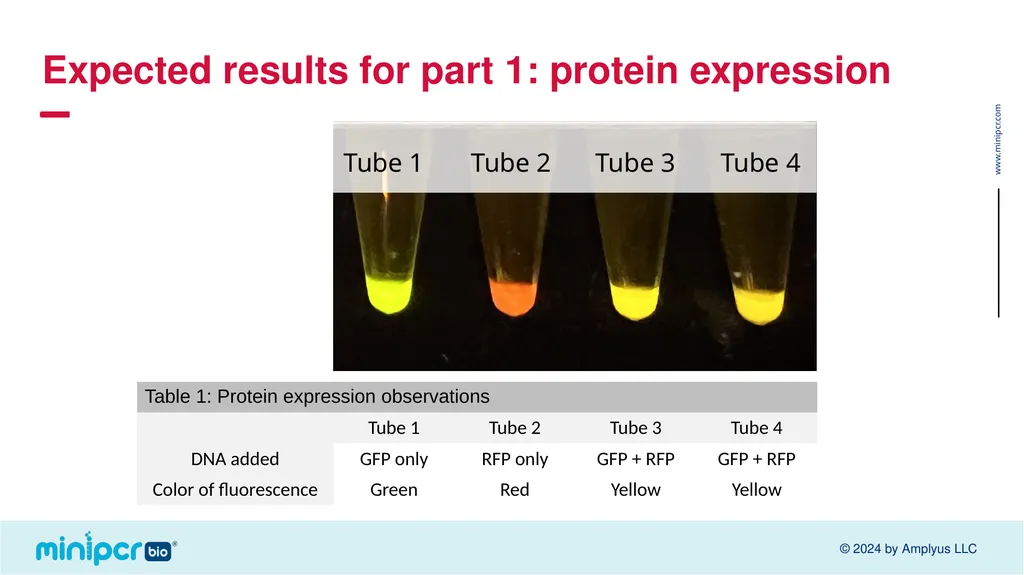 Biotech Skills Lab: Protein Expression and - slide 34 of 46