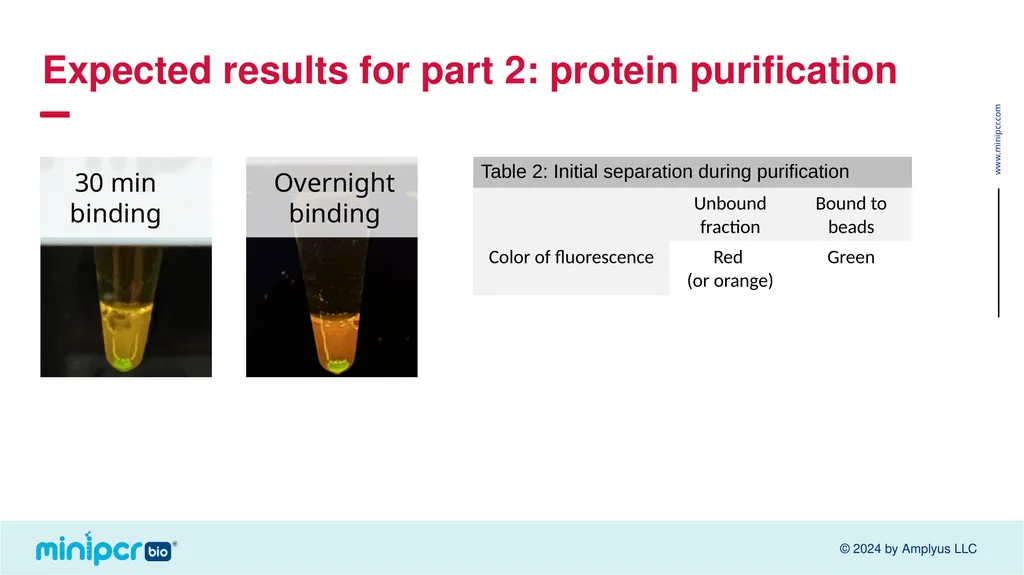 Biotech Skills Lab: Protein Expression and - slide 35 of 46