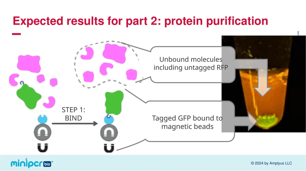 Biotech Skills Lab: Protein Expression and - slide 36 of 46