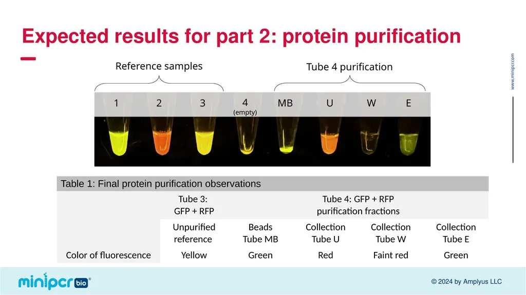 Biotech Skills Lab: Protein Expression and - slide 37 of 46