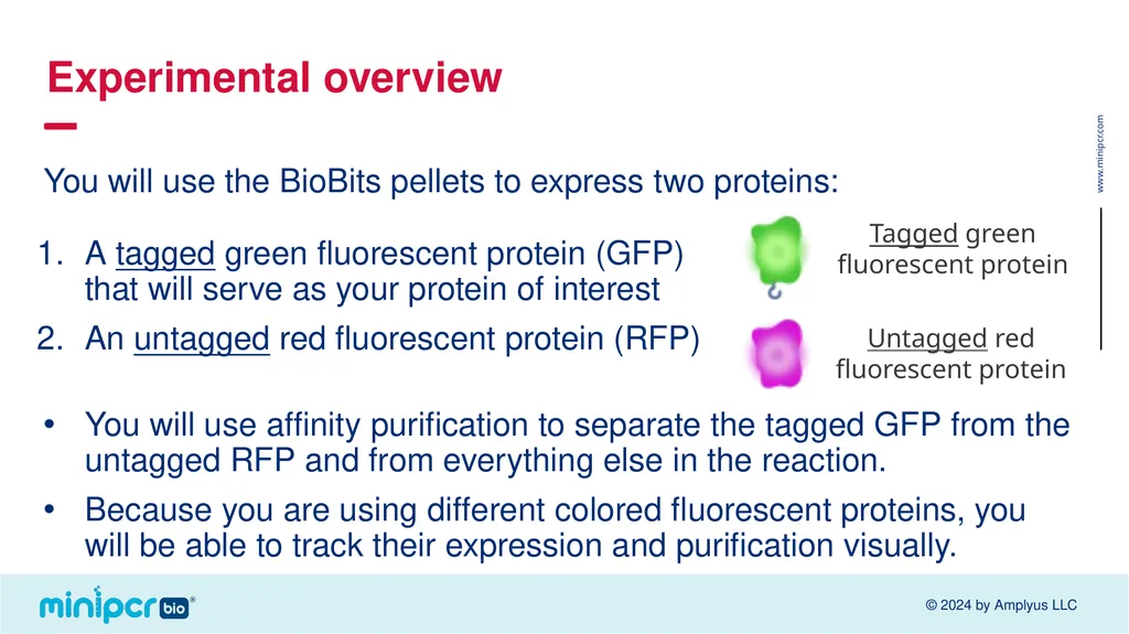 Biotech Skills Lab: Protein Expression and - slide 14 of 46