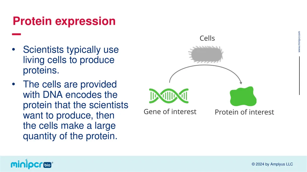 Biotech Skills Lab: Protein Expression and - slide 5 of 46