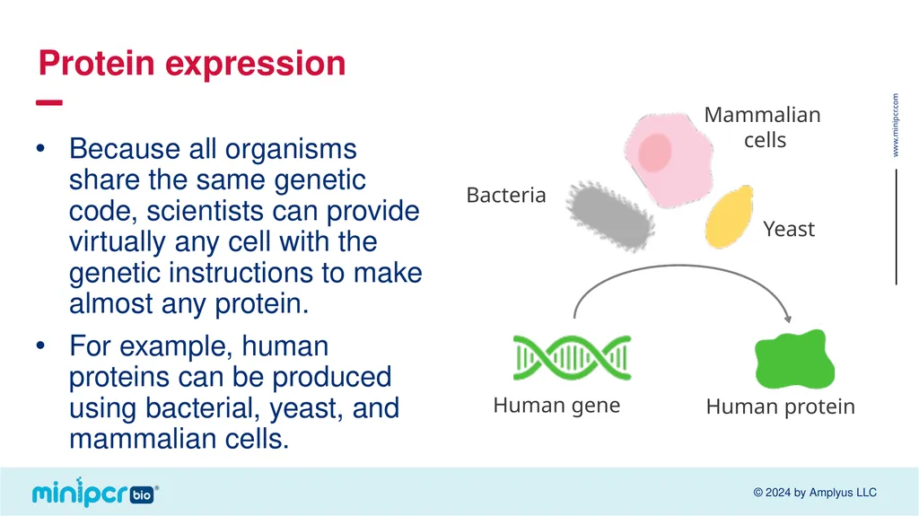 Biotech Skills Lab: Protein Expression and - slide 6 of 46