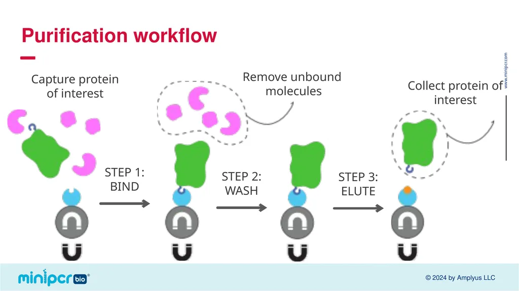 Biotech Skills Lab: Protein Expression and - slide 28 of 46