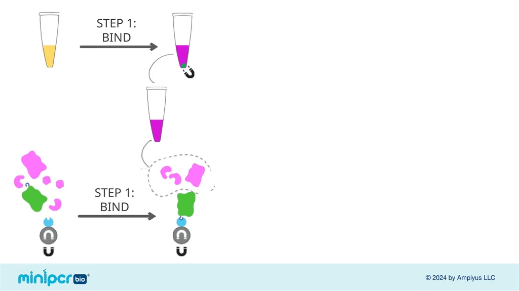 Biotech Skills Lab: Protein Expression and - slide 41 of 46