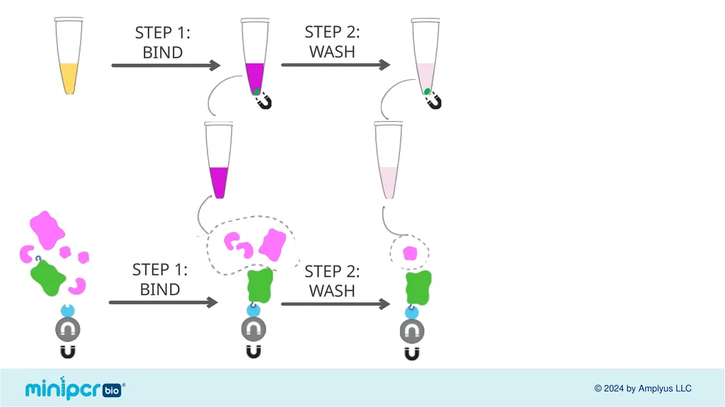 Biotech Skills Lab: Protein Expression and - slide 42 of 46