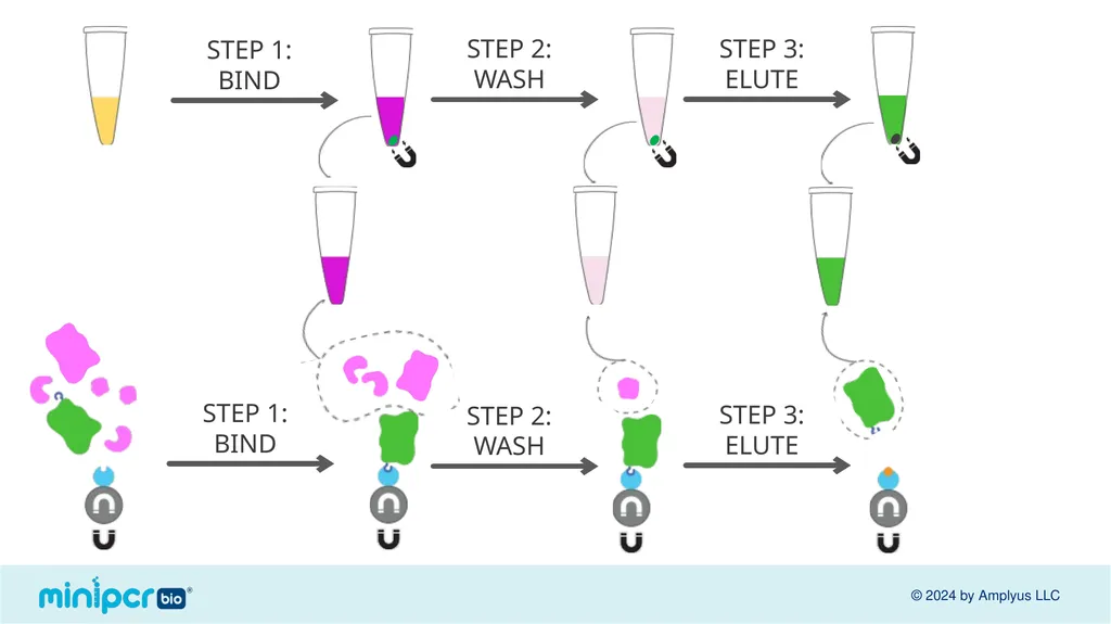 Biotech Skills Lab: Protein Expression and - slide 43 of 46