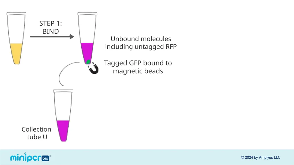 Biotech Skills Lab: Protein Expression and - slide 38 of 46