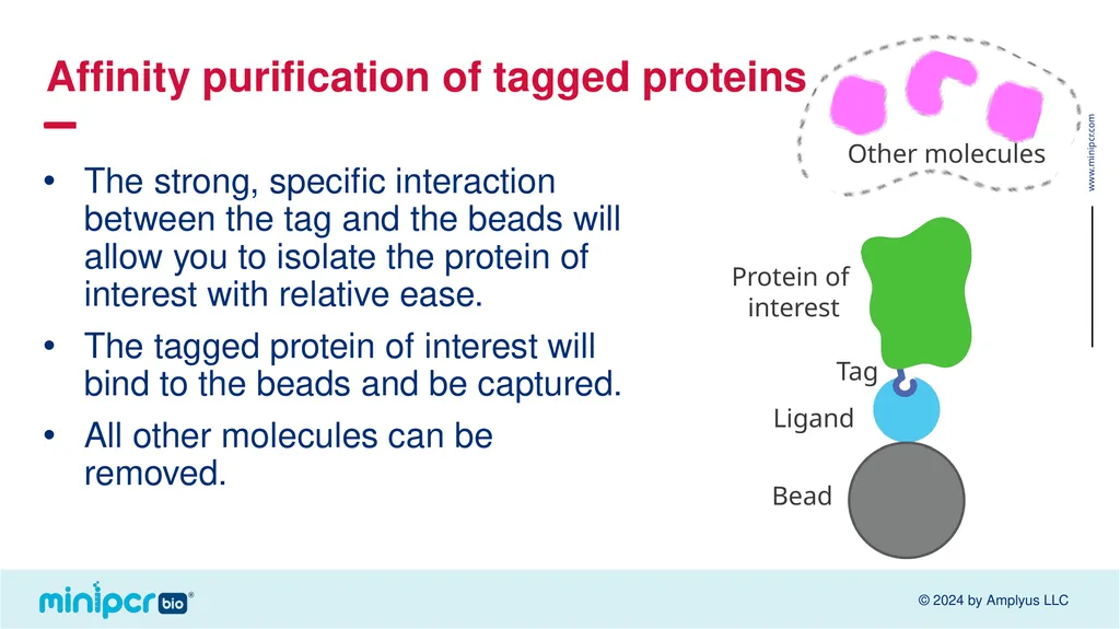 Biotech Skills Lab: Protein Expression and - slide 11 of 46