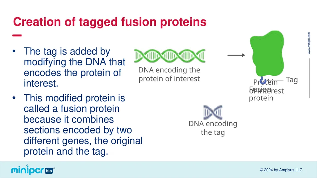 Biotech Skills Lab: Protein Expression and - slide 12 of 46
