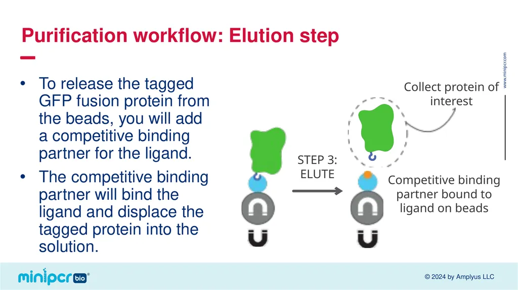 Biotech Skills Lab: Protein Expression and - slide 27 of 46