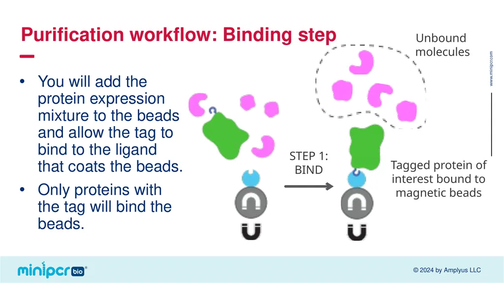 Biotech Skills Lab: Protein Expression and - slide 24 of 46