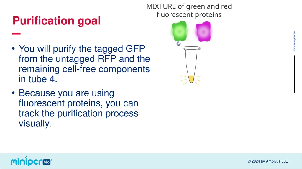 Biotech Skills Lab: Protein Expression and - slide 18 of 46